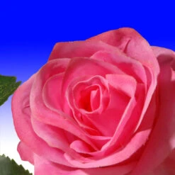 Christmas Central 72” Flower Decorated Artificial Garland -Northlight dnat ras 452301a 1 3 31409.1631812637